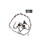 Special Bichon（個別スタンプ：14）
