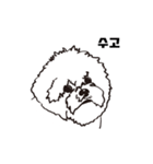 Special Bichon（個別スタンプ：15）