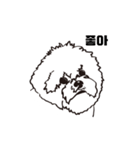 Special Bichon（個別スタンプ：16）