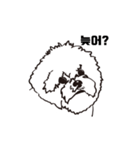 Special Bichon（個別スタンプ：20）