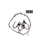 Special Bichon（個別スタンプ：21）