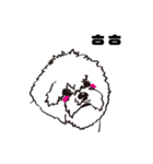 Special Bichon（個別スタンプ：23）