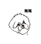 Special Bichon（個別スタンプ：24）