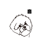 Special Bichon（個別スタンプ：27）