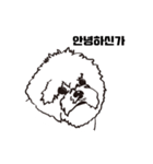 Special Bichon（個別スタンプ：28）