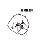 Special Bichon（個別スタンプ：30）