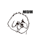 Special Bichon（個別スタンプ：31）