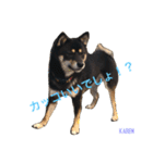 しば犬。ももかれそらさん。（個別スタンプ：2）