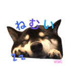 しば犬。ももかれそらさん。（個別スタンプ：3）