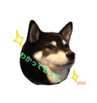 しば犬。ももかれそらさん。（個別スタンプ：5）