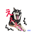 しば犬。ももかれそらさん。（個別スタンプ：6）