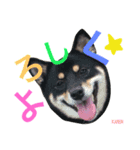 しば犬。ももかれそらさん。（個別スタンプ：7）