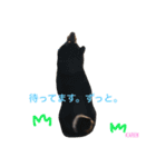 しば犬。ももかれそらさん。（個別スタンプ：8）