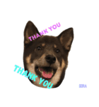 しば犬。ももかれそらさん。（個別スタンプ：9）