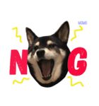 しば犬。ももかれそらさん。（個別スタンプ：11）