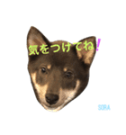 しば犬。ももかれそらさん。（個別スタンプ：12）