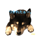 しば犬。ももかれそらさん。（個別スタンプ：13）