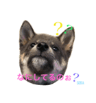 しば犬。ももかれそらさん。（個別スタンプ：14）