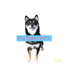 しば犬。ももかれそらさん。（個別スタンプ：16）