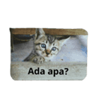 I AM KUCING（個別スタンプ：2）