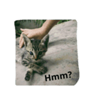 I AM KUCING（個別スタンプ：4）