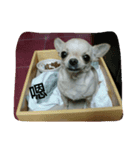 gdbs（個別スタンプ：1）