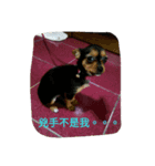 gdbs（個別スタンプ：6）