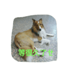 gdbs（個別スタンプ：8）