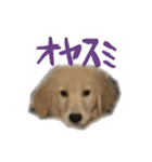 JONyan（個別スタンプ：3）