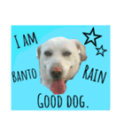 i am bantorain,mixken sard.（個別スタンプ：1）
