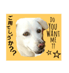 i am bantorain,mixken sard.（個別スタンプ：7）