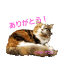 マロンの呟き 2（個別スタンプ：8）