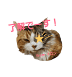マロンの呟き 2（個別スタンプ：11）