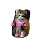 マロンの呟き 2（個別スタンプ：13）