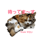 マロンの呟き 2（個別スタンプ：14）