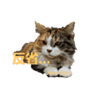 マロンの呟き 2（個別スタンプ：22）