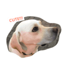LOVE JUNO（個別スタンプ：4）