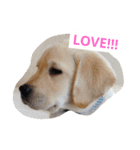 LOVE JUNO（個別スタンプ：8）