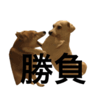 柴犬と白い雑種犬-13（個別スタンプ：17）