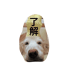 today's jazz（個別スタンプ：6）