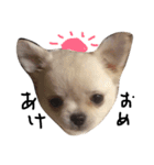Lucky＆Dream3（個別スタンプ：1）