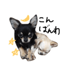 Lucky＆Dream3（個別スタンプ：11）