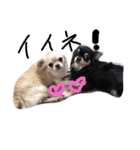 Lucky＆Dream3（個別スタンプ：21）