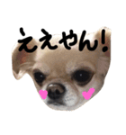 Lucky＆Dream3（個別スタンプ：33）