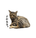 飼い猫リュウの一言。（個別スタンプ：7）