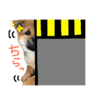 shibadog Maro（個別スタンプ：8）