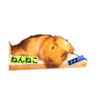 もちたさん（個別スタンプ：3）