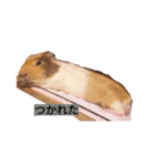 もちたさん（個別スタンプ：4）