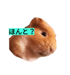 もちたさん（個別スタンプ：8）