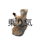 かわいい猫ムーです！（個別スタンプ：1）
